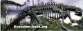 Evolution-facts-org.jpg